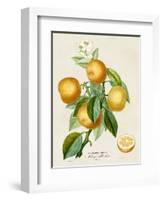 French Orange Botanical III-A. Risso-Framed Art Print