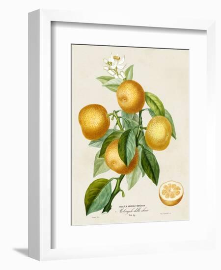 French Orange Botanical III-A. Risso-Framed Art Print