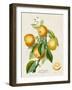 French Orange Botanical III-A. Risso-Framed Art Print