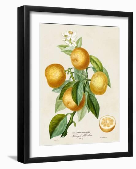 French Orange Botanical III-A. Risso-Framed Art Print