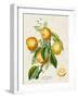 French Orange Botanical III-A. Risso-Framed Art Print