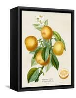 French Orange Botanical III-A. Risso-Framed Stretched Canvas