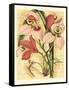 French Orchid-Samuel Curtis-Framed Stretched Canvas