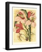 French Orchid-Samuel Curtis-Framed Art Print