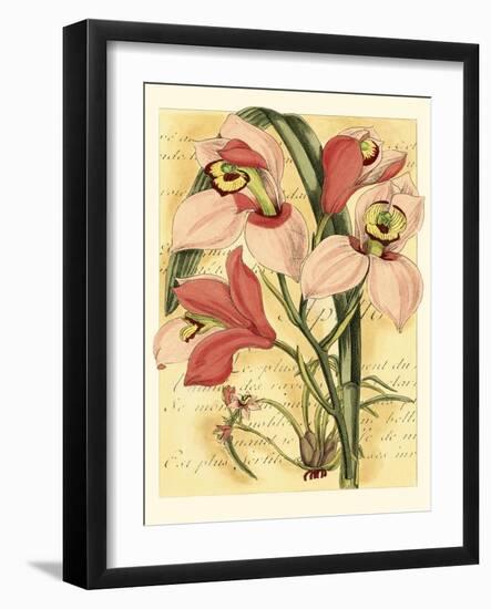 French Orchid-Samuel Curtis-Framed Art Print