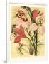 French Orchid-Samuel Curtis-Framed Art Print