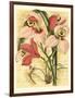 French Orchid-Samuel Curtis-Framed Art Print