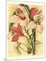 French Orchid-Samuel Curtis-Mounted Art Print