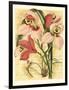 French Orchid-Samuel Curtis-Framed Art Print