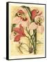 French Orchid-Samuel Curtis-Framed Stretched Canvas