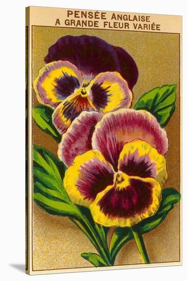 French Pansy Seed Packet-null-Stretched Canvas