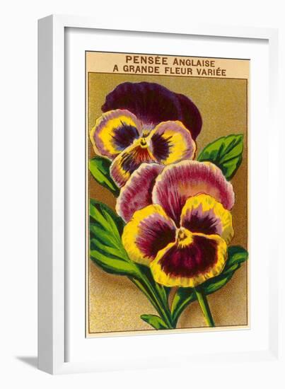 French Pansy Seed Packet-null-Framed Art Print