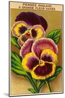 French Pansy Seed Packet-null-Mounted Art Print