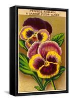 French Pansy Seed Packet-null-Framed Stretched Canvas