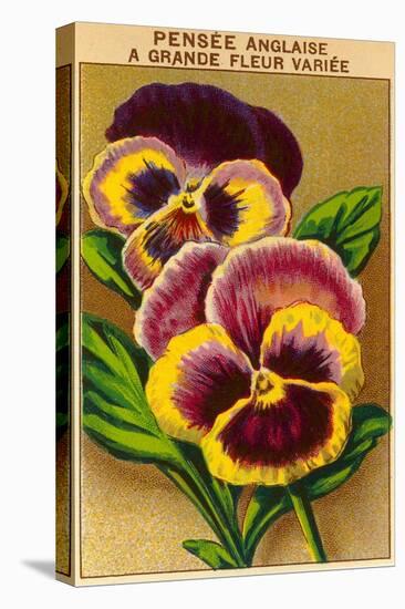 French Pansy Seed Packet-null-Stretched Canvas