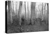 French Patrols in the Forest of Argonne, France, 1915-null-Stretched Canvas