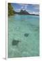 French Polynesia, Bora Bora. Haapiti. Shallow Lagoon with Stingrays-Cindy Miller Hopkins-Framed Photographic Print