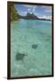 French Polynesia, Bora Bora. Haapiti. Shallow Lagoon with Stingrays-Cindy Miller Hopkins-Framed Photographic Print