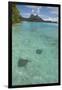 French Polynesia, Bora Bora. Haapiti. Shallow Lagoon with Stingrays-Cindy Miller Hopkins-Framed Photographic Print