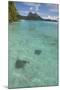 French Polynesia, Bora Bora. Haapiti. Shallow Lagoon with Stingrays-Cindy Miller Hopkins-Mounted Photographic Print