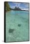 French Polynesia, Bora Bora. Haapiti. Shallow Lagoon with Stingrays-Cindy Miller Hopkins-Framed Stretched Canvas