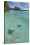 French Polynesia, Bora Bora. Haapiti. Shallow Lagoon with Stingrays-Cindy Miller Hopkins-Stretched Canvas