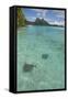 French Polynesia, Bora Bora. Haapiti. Shallow Lagoon with Stingrays-Cindy Miller Hopkins-Framed Stretched Canvas