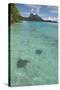 French Polynesia, Bora Bora. Haapiti. Shallow Lagoon with Stingrays-Cindy Miller Hopkins-Stretched Canvas