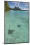 French Polynesia, Bora Bora. Haapiti. Shallow Lagoon with Stingrays-Cindy Miller Hopkins-Mounted Photographic Print