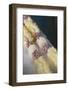 French Polynesia, Island of Mangareva, Rikitea. Mixed Seashell Lei-Cindy Miller Hopkins-Framed Photographic Print