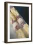 French Polynesia, Island of Mangareva, Rikitea. Mixed Seashell Lei-Cindy Miller Hopkins-Framed Photographic Print