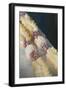 French Polynesia, Island of Mangareva, Rikitea. Mixed Seashell Lei-Cindy Miller Hopkins-Framed Photographic Print