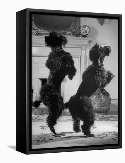 French Poodles Standing on Hind Legs-Mark Kauffman-Framed Stretched Canvas