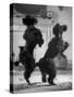 French Poodles Standing on Hind Legs-Mark Kauffman-Stretched Canvas