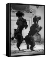 French Poodles Standing on Hind Legs-Mark Kauffman-Framed Stretched Canvas