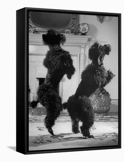 French Poodles Standing on Hind Legs-Mark Kauffman-Framed Stretched Canvas