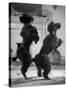 French Poodles Standing on Hind Legs-Mark Kauffman-Stretched Canvas