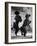 French Poodles Standing on Hind Legs-Mark Kauffman-Framed Photographic Print