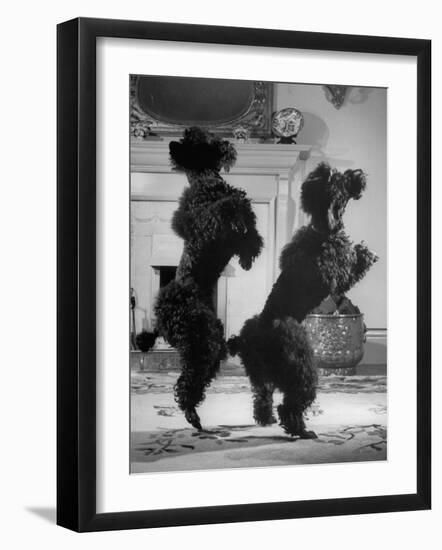 French Poodles Standing on Hind Legs-Mark Kauffman-Framed Photographic Print