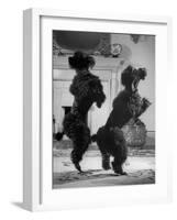 French Poodles Standing on Hind Legs-Mark Kauffman-Framed Photographic Print