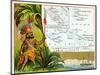 French Possessions in Oceania, C.1890-null-Mounted Premium Giclee Print