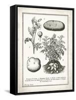 French Potatoes-Gwendolyn Babbitt-Framed Stretched Canvas