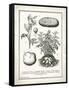 French Potatoes-Gwendolyn Babbitt-Framed Stretched Canvas