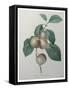 French Queen Plums-Pierre-Joseph Redoute-Framed Stretched Canvas