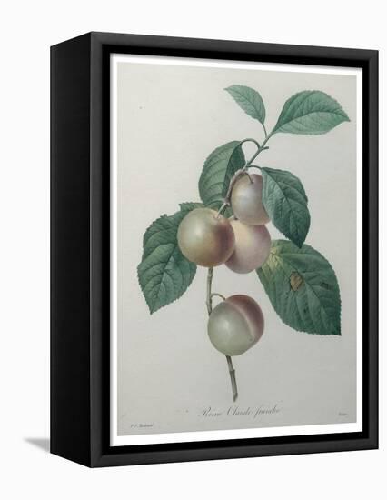 French Queen Plums-Pierre-Joseph Redoute-Framed Stretched Canvas