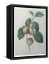 French Queen Plums-Pierre-Joseph Redoute-Framed Stretched Canvas