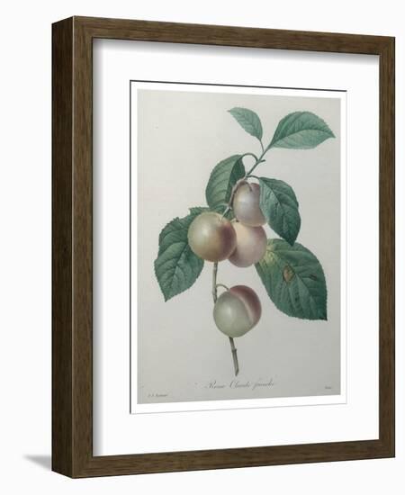 French Queen Plums-Pierre-Joseph Redoute-Framed Art Print