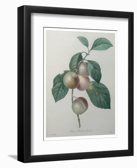 French Queen Plums-Pierre-Joseph Redoute-Framed Art Print