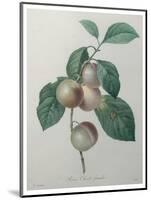 French Queen Plums-Pierre-Joseph Redoute-Mounted Art Print