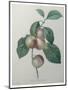 French Queen Plums-Pierre-Joseph Redoute-Mounted Art Print